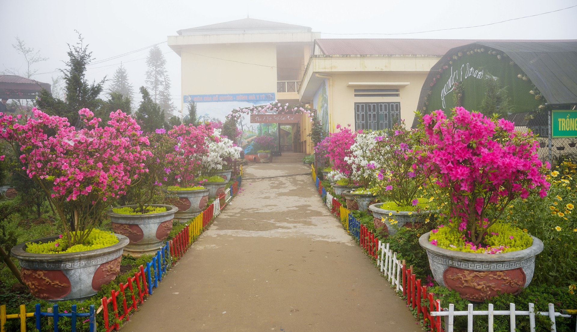 Con đường dẫn tới nhà ăn, khu nội trú của học sinh cũng được trang trí kín hoa đỗ quyên Con đường dẫn tới nhà ăn, khu nội trú của học sinh cũng được trang trí kín hoa đỗ quyên