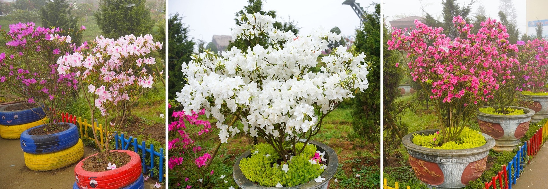 Hoa đỗ quyên ở mọi góc .... Hoa đỗ quyên ở mọi góc ....