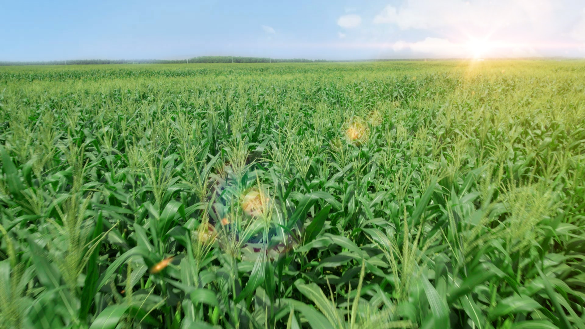 Cánh đồng bắp tươi tại Trang trại sinh thái Vinamilk Green Farm Tây Ninh Cánh đồng bắp tươi tại Trang trại sinh thái Vinamilk Green Farm Tây Ninh