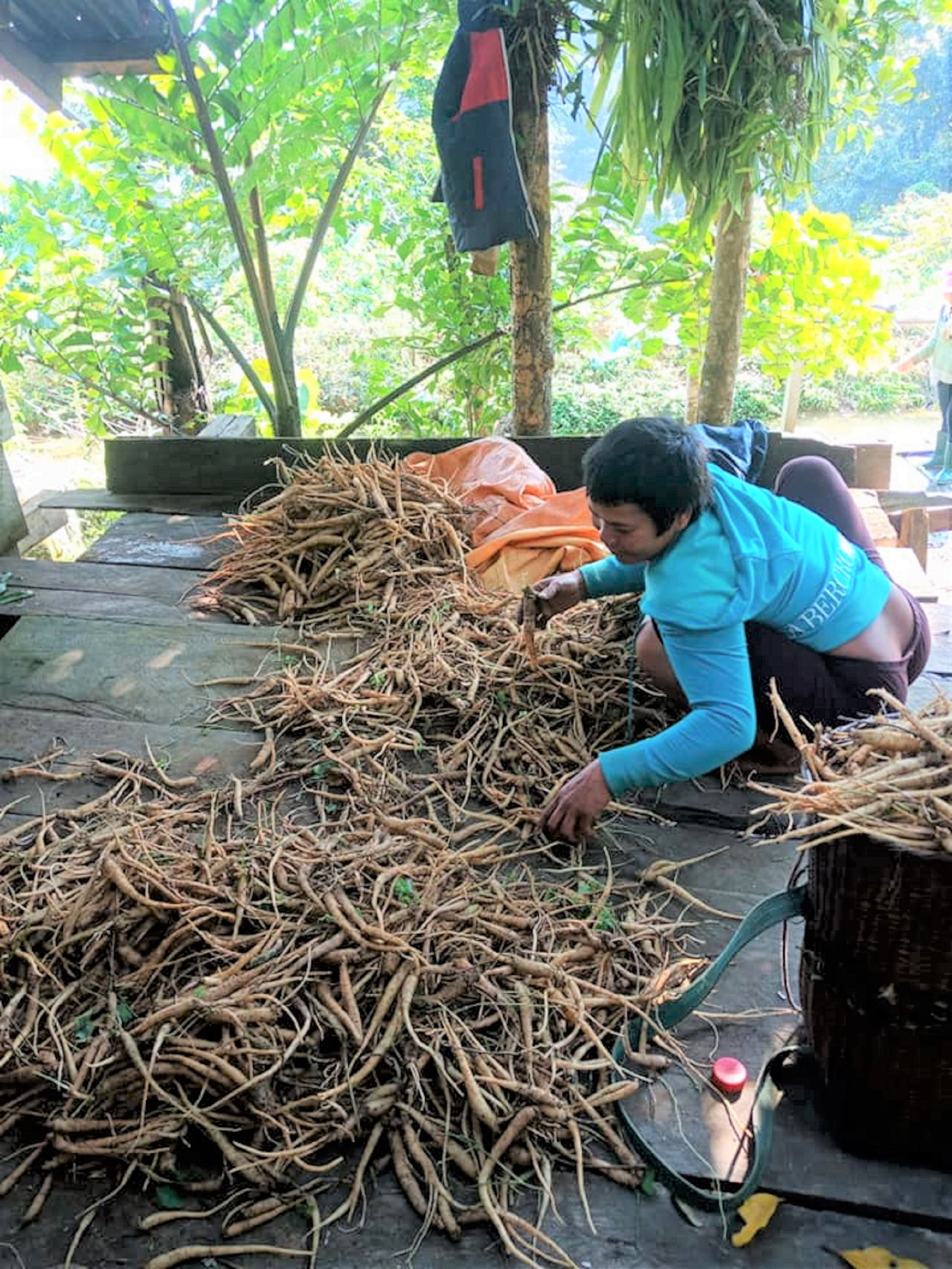 Bà con người Cơ Tu nhặt chọn sản vật từ rừng để mang ra chợ bán Bà con người Cơ Tu nhặt chọn sản vật từ rừng để mang ra chợ bán