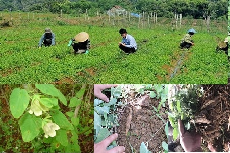 Kỹ thuật nhân giống và chăm sóc cây sâm dây giai đoạn vườm ươm