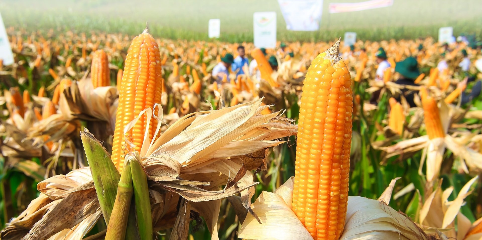 Năng suất thu hoạch được của các giống ngô CNSH với các tính trạng kháng sâu và chống chịu thuốc trừ cỏ cao hơn so với các giống ngô lai thường từ 15,2% tới 30% - Ảnh: VGP/Đỗ Hương