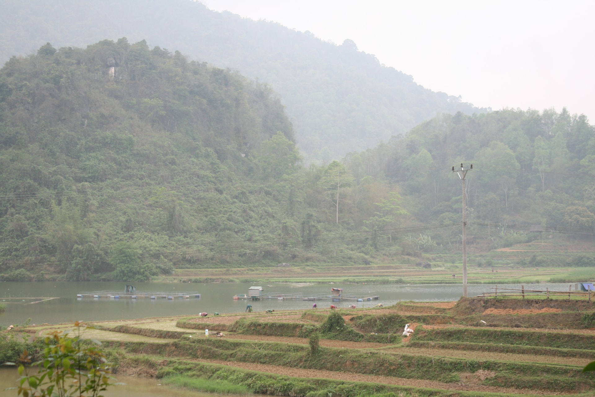 Người dân tận dụng trồng lúa trên diện tích lòng hồ