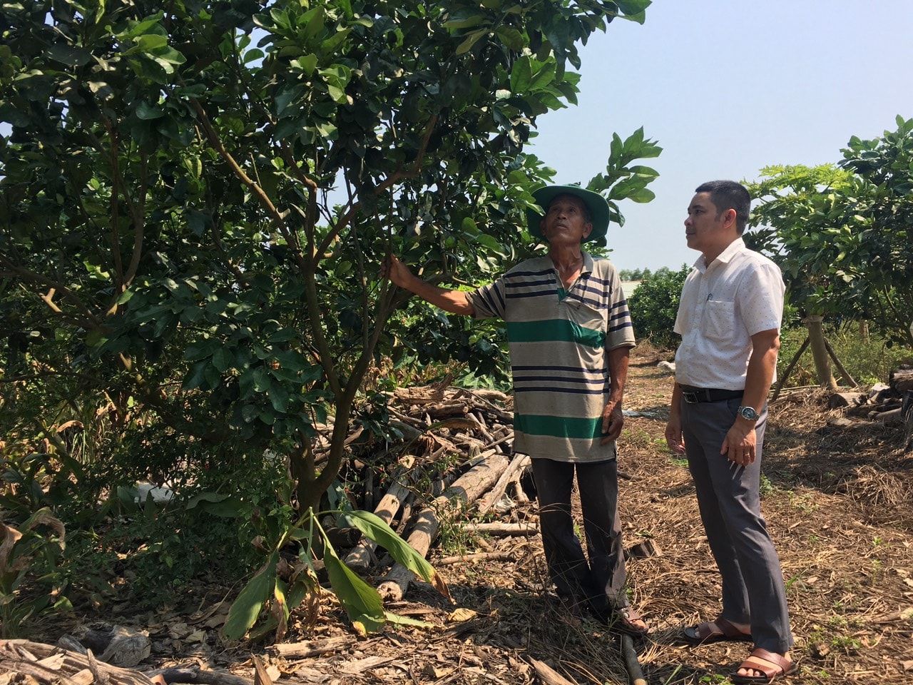 Phá bỏ diện tích trồng keo trên đất nông nghiệp, ông Phạm Đình Độ đã gây dựng được vườn bưởi gần 4 năm tuổi 