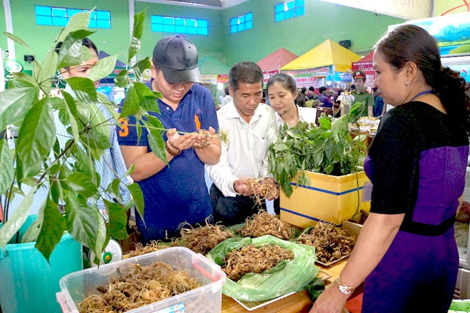 Du khách tìm đến Phiên chợ sâm Ngọc Linh để mua sâm.