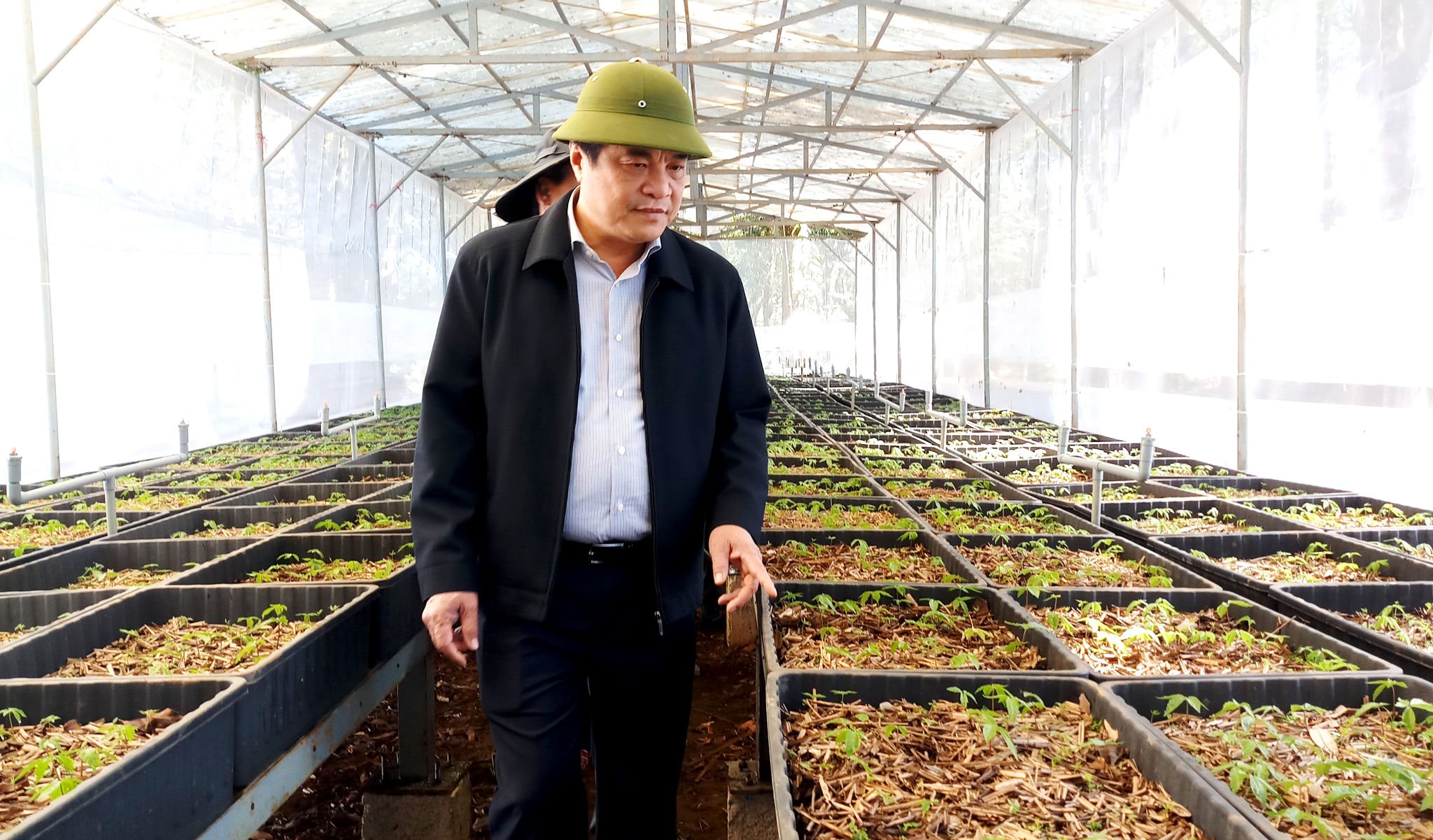Bí thư Tỉnh ủy Quảng Nam Phan Việt Cường kiểm tra chất lượng sâm giống được trồng tại Trạm Dược liệu Ngọc Linh.