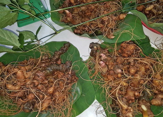 Củ sâm Ngọc Linh được người dân bày bán tại Phiên chợ sâm Ngọc Linh hằng tháng