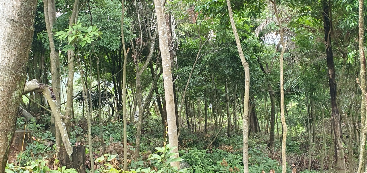 Diện tích đất đất rừng bị cấp chồng lấn gây khó khăn và thiệt hại cho doanh nghiệp. Tuy nhiên, đến nay chưa được chính quyền địa phương xử lý dứt điểm