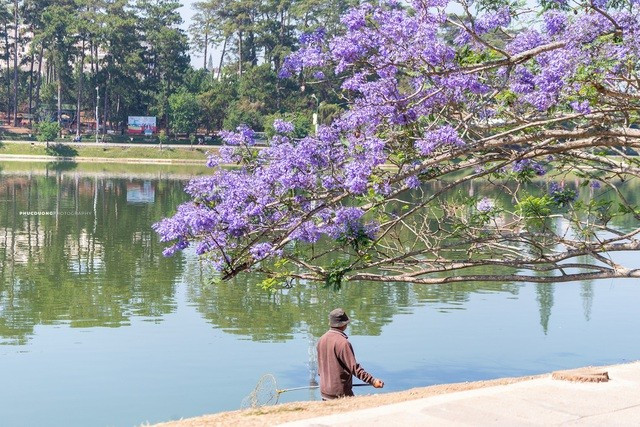 Đà Lạt mùa phượng tím, cảnh đẹp lãng mạn tựa cổ tích 3