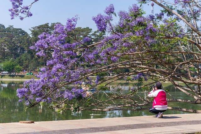 Đà Lạt mùa phượng tím, cảnh đẹp lãng mạn tựa cổ tích 5