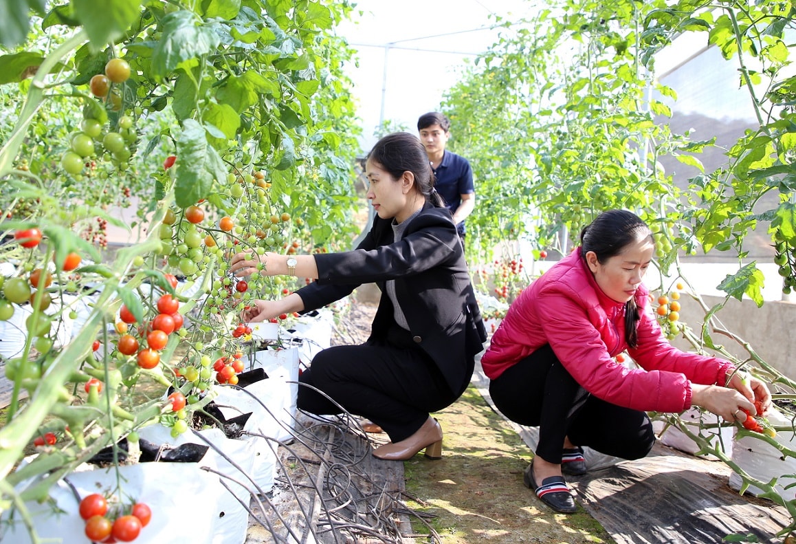 Tham quan mô hình nông nghiệp sạch trên đỉnh đèo Sa Mù Tham quan mô hình nông nghiệp sạch trên đỉnh đèo Sa Mù