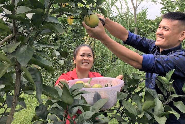 Với việc đẩy mạnh liên kết trong sản xuất, các sản phẩm nông nghiệp của người nông dân Tuyên Quang ngày càng đảm bảo chất lượng, thu hút người tiêu dùng Với việc đẩy mạnh liên kết trong sản xuất, các sản phẩm nông nghiệp của người nông dân Tuyên Quang ngày càng đảm bảo chất lượng, thu hút người tiêu dùng