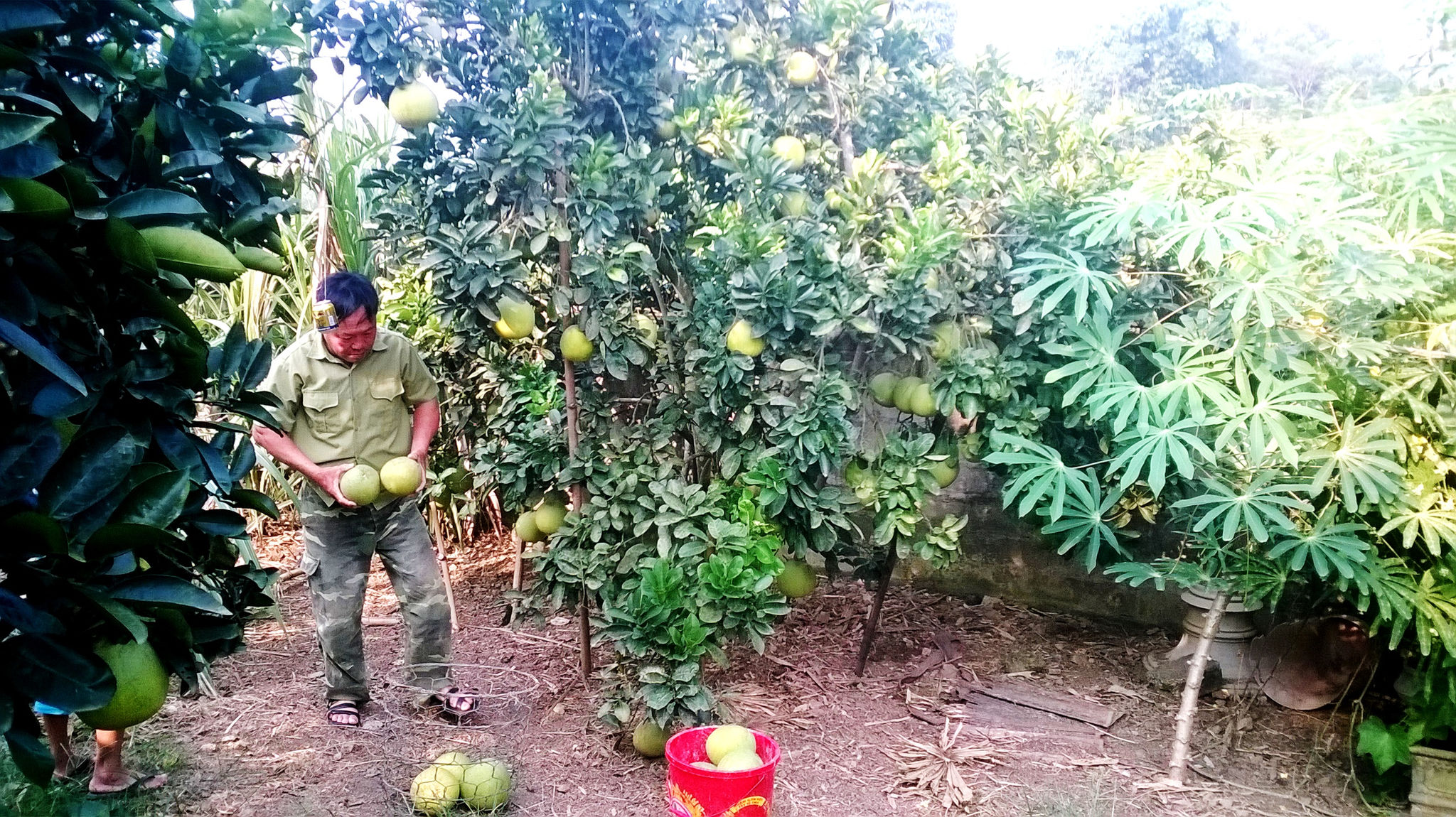 Bưởi Diễn đã mang lại thu nhập cao cho người nông dân Hạ Hòa.