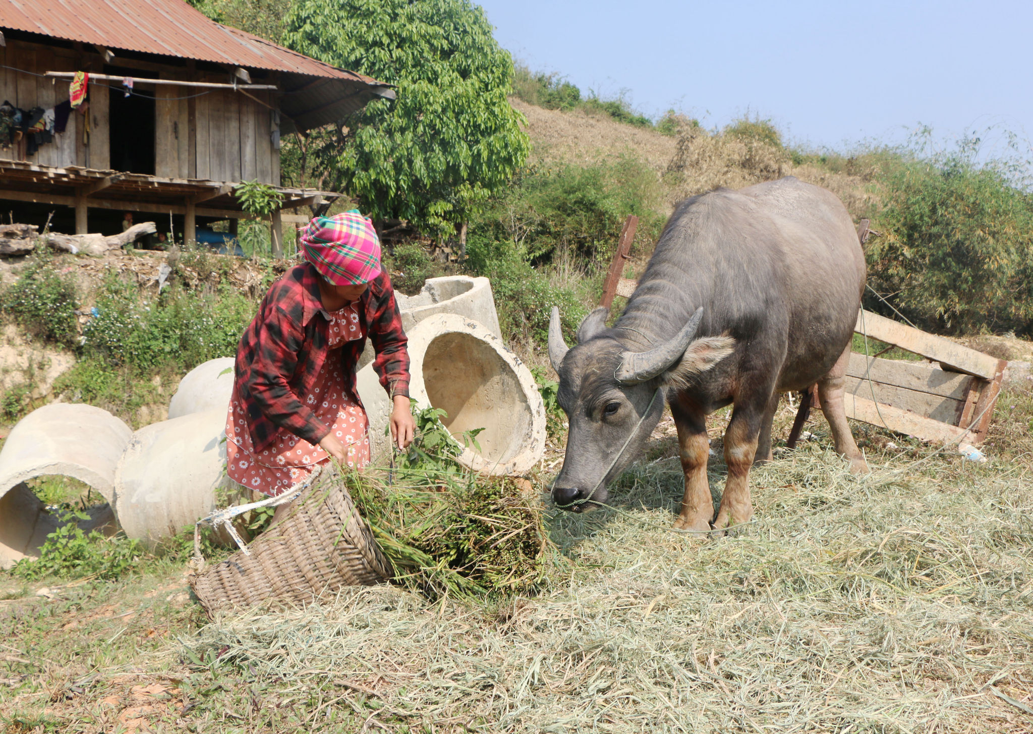 Người dân cắt lúa bị khô hạn cho trâu ăn
