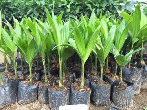 Cây cau tứ quý là cây trang trí đẹp và mang may mắn, phú quý đến với gia chủ. Ảnh minh họa