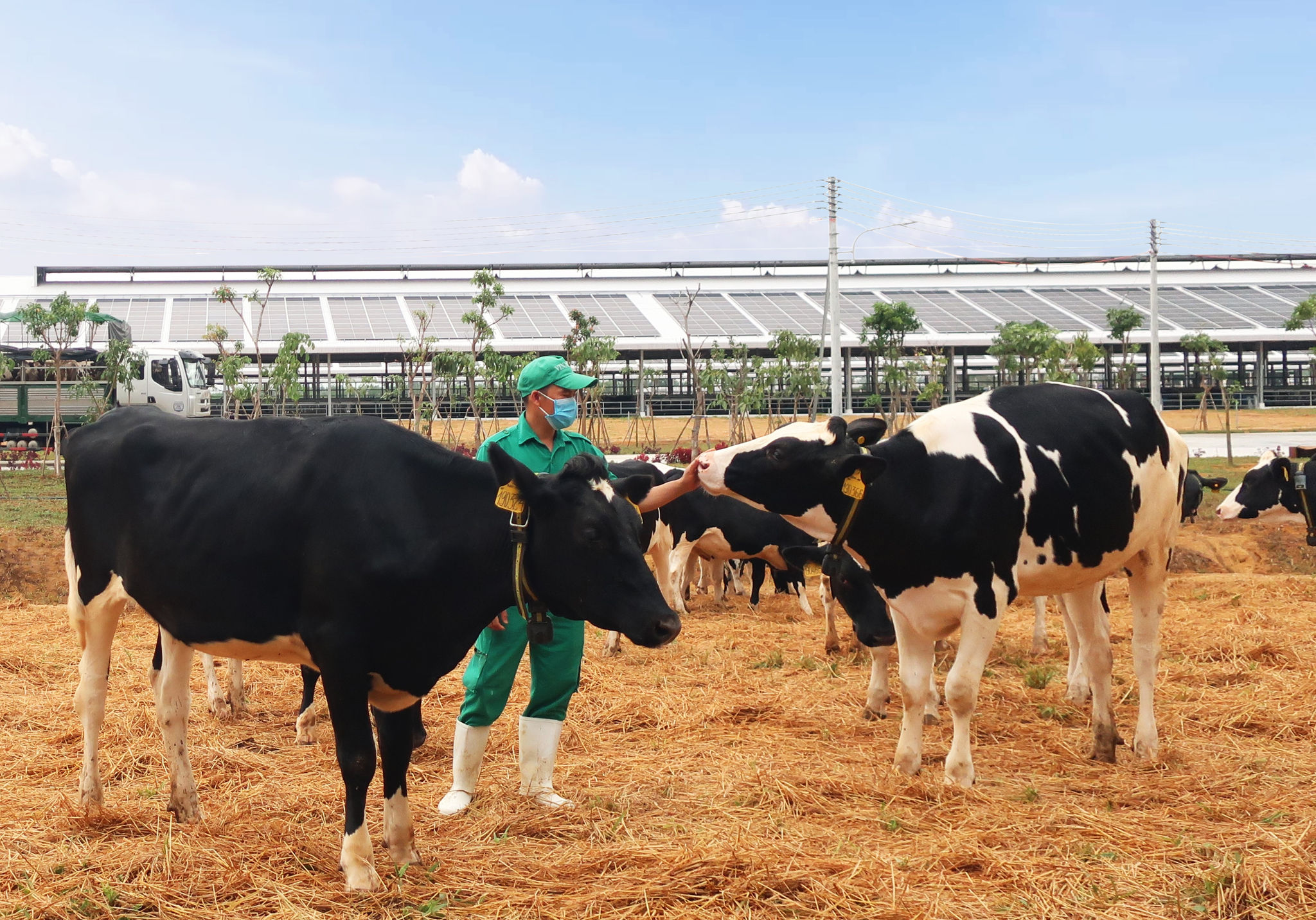 Vinamilk vừa đón đàn bò sữa 2.100 con từ Mỹ, nằm trong kế hoạch nhập khẩu hơn 5.000 bò sữa năm 2021 của Công ty   