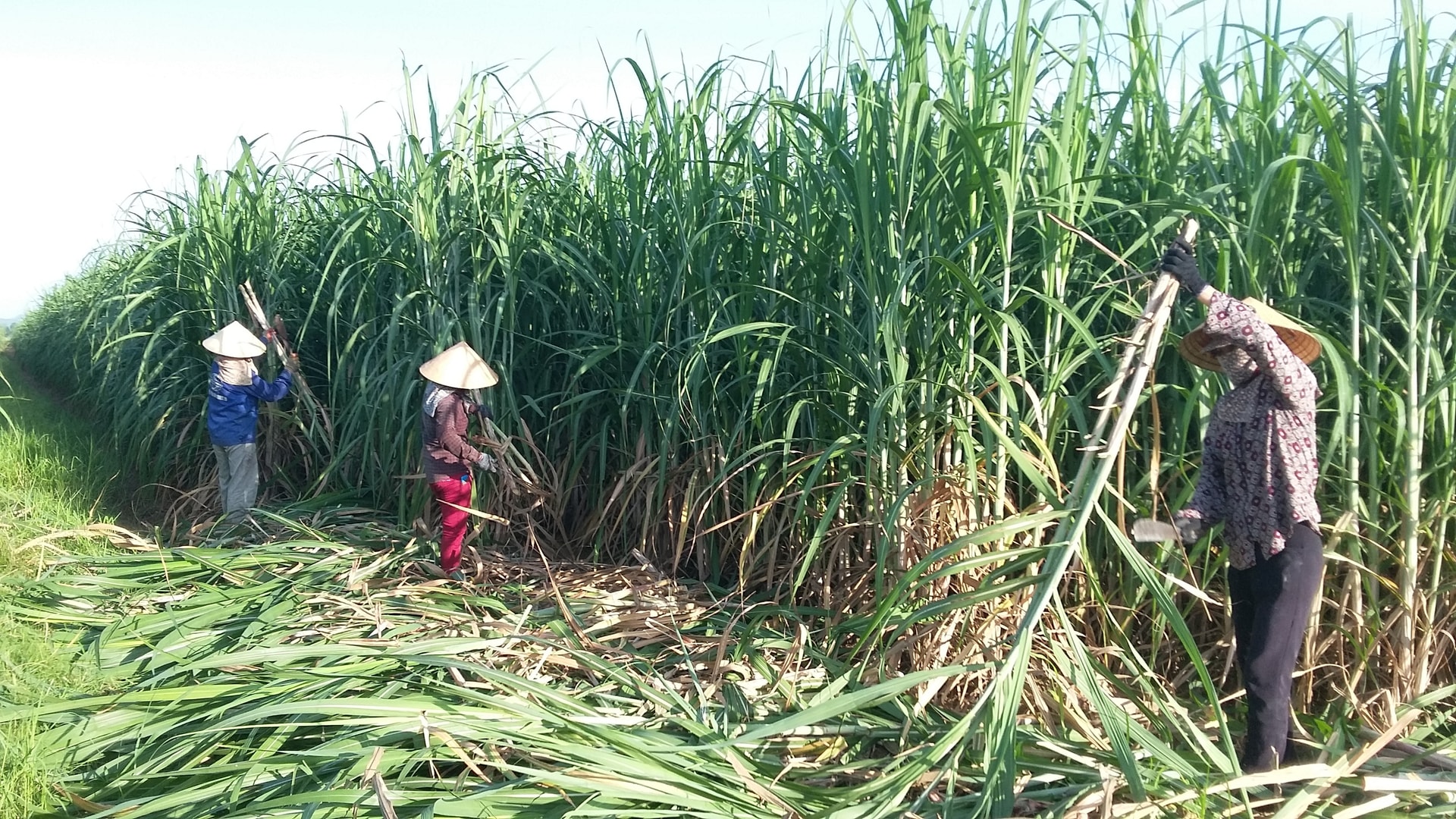 Những cánh đồng mía của NASU vào vụ thu hoạch