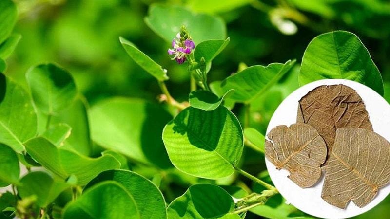 Kim tiền thảo giúp hỗ trợ bài sỏi mật. Ảnh minh họa Kim tiền thảo giúp hỗ trợ bài sỏi mật. Ảnh minh họa
