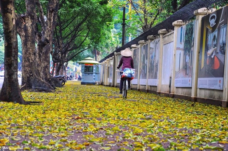 Hà Nội mùa hoa sấu, lá sấu rơi