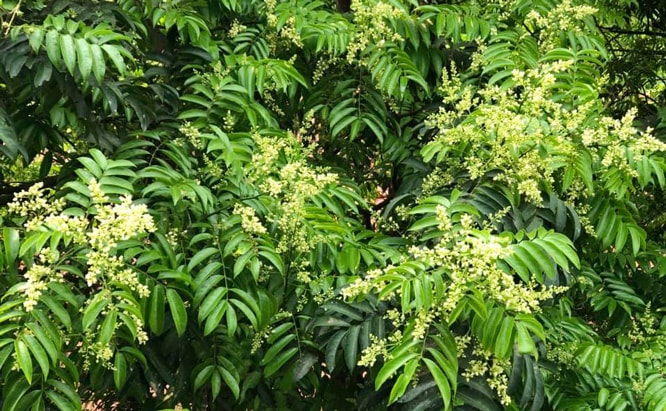Hoa sấu nở từng chùm trắng, hương thơm dìu dịu trong gió 