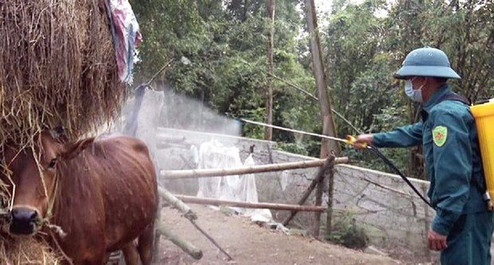 Lực lượng chức năng tỉnh Nghệ An phun thuốc tiêu trùng khử độc chuồng nuôi gia súc của một hộ dân trên địa bàn.Ảnh: PHẠM TUÂN Lực lượng chức năng tỉnh Nghệ An phun thuốc tiêu trùng khử độc chuồng nuôi gia súc của một hộ dân trên địa bàn.Ảnh: PHẠM TUÂN