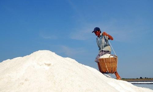 Diêm dân Ba Tri (Bến Tre)  thu hoạch muối 