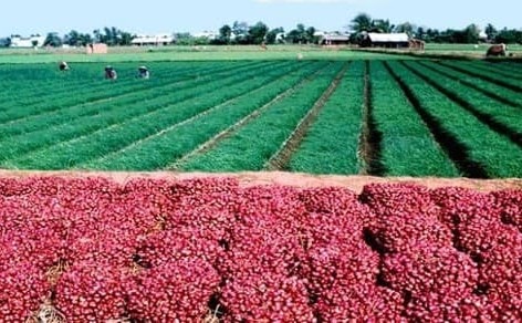 Cánh đồng hành tím tại thị xã Vĩnh Châu Cánh đồng hành tím tại thị xã Vĩnh Châu