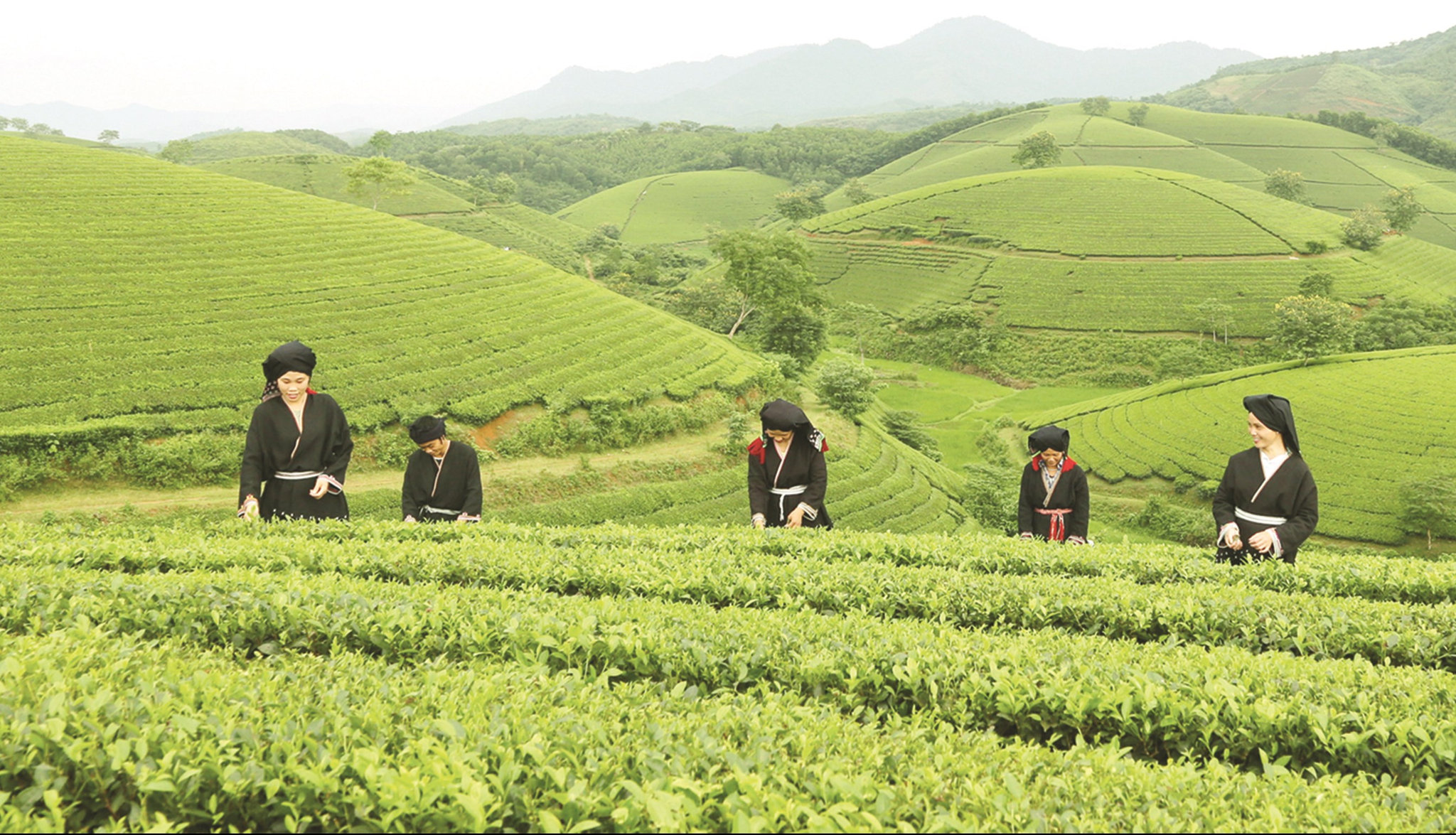 Sản xuất trà xanh chất lượng cao mang lại thu nhập cao cho đồng bào DTTS tỉnh Phú Thọ.