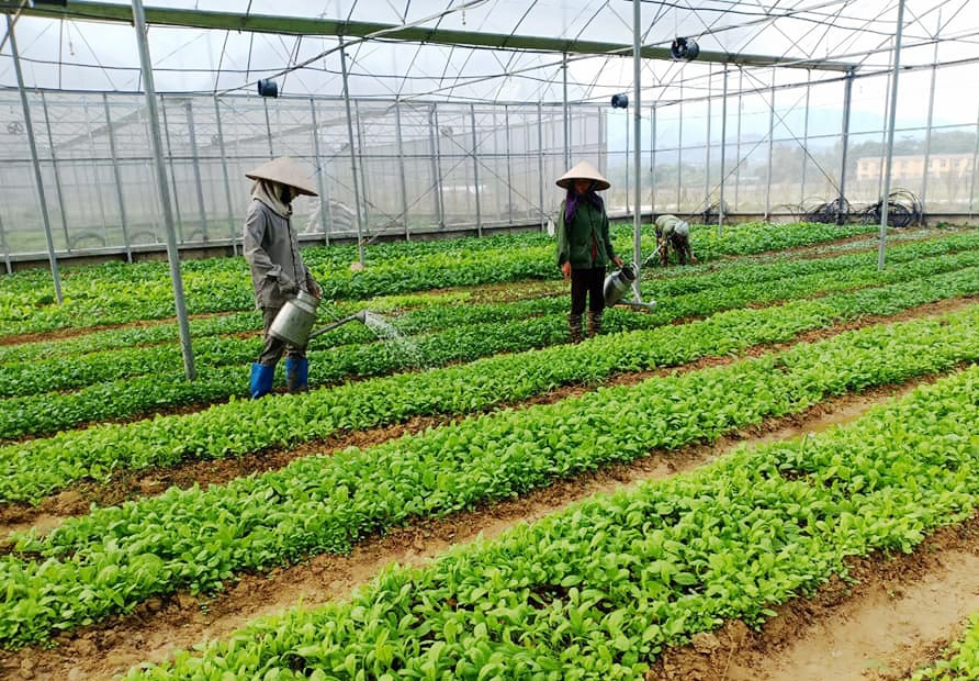Vườn rau công nghệ cao của dự án Happy Farm Vườn rau công nghệ cao của dự án Happy Farm