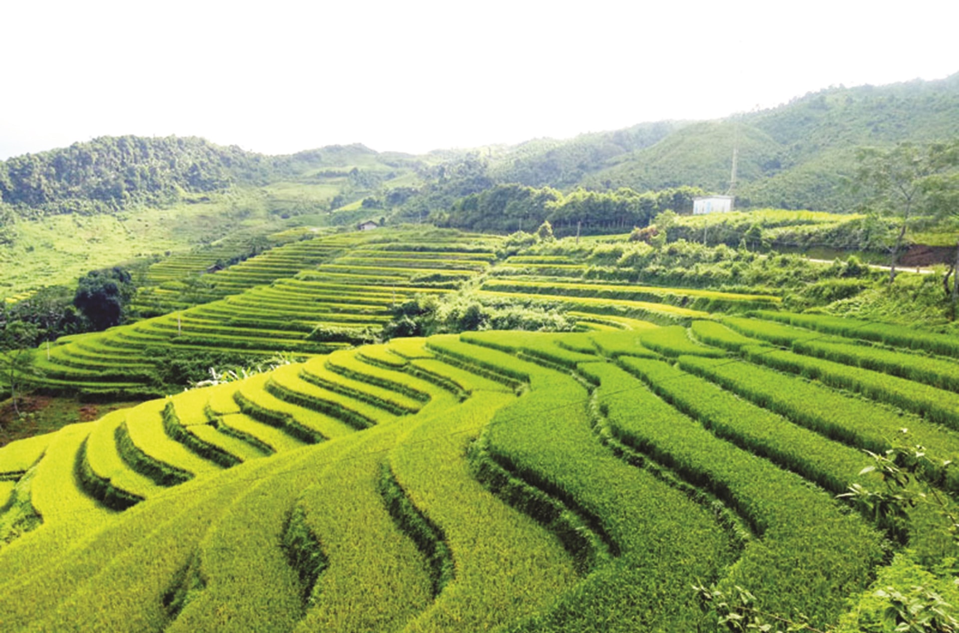 Vẻ đẹp ruộng bậc thang ở thôn Lủng Phặc, xã Cổ Linh (Pác Nặm). Vẻ đẹp ruộng bậc thang ở thôn Lủng Phặc, xã Cổ Linh (Pác Nặm).