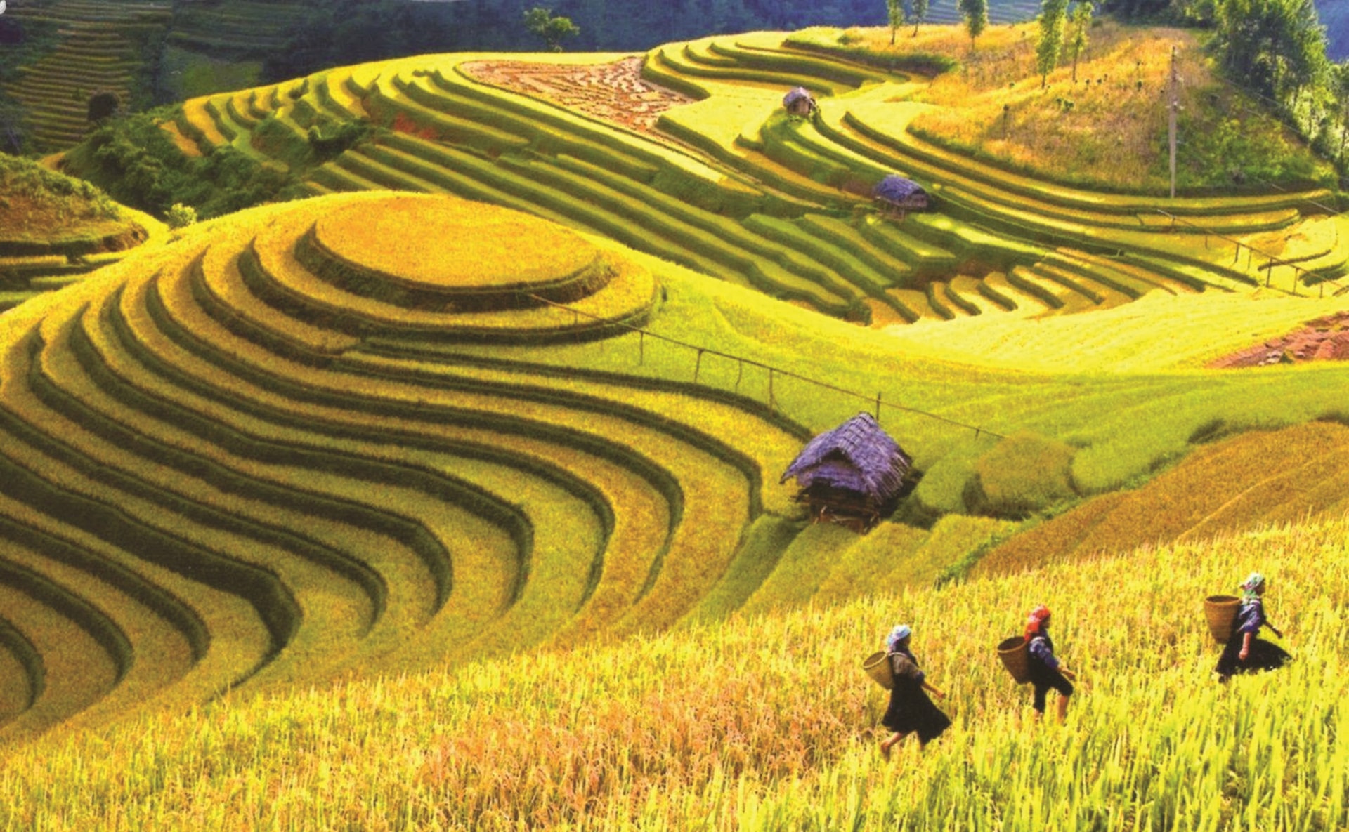 Ruộng bậc thang – hình ảnh đặc trưng của vùng núi phía Bắc Ruộng bậc thang – hình ảnh đặc trưng của vùng núi phía Bắc