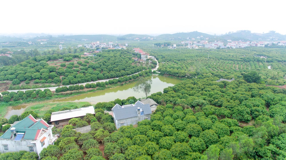 Vùng trồng vải theo chỉ dẫn địa lý và mã vạch xuất khẩu sang thị trường Nhật Bản tại huyện Lục Ngạn, tỉnh Bắc Giang. Vùng trồng vải theo chỉ dẫn địa lý và mã vạch xuất khẩu sang thị trường Nhật Bản tại huyện Lục Ngạn, tỉnh Bắc Giang.