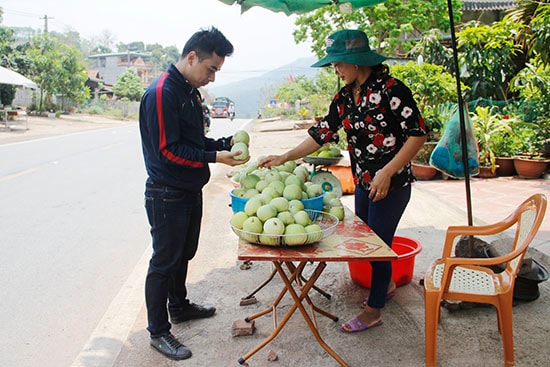 Dưa lê ở bản Chiềng Ban luôn được người tiêu dùng ưa chuộng Dưa lê ở bản Chiềng Ban luôn được người tiêu dùng ưa chuộng