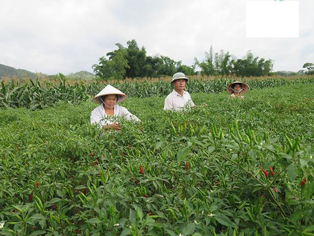 Nông dân xã Bắc Thủy (huyện Chi Lăng, Lạng Sơn) thu hoạch ớt