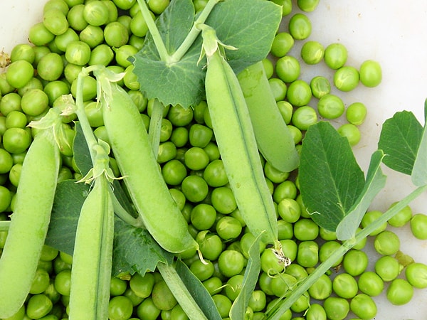 Tháng 5 trồng rau gì? 2