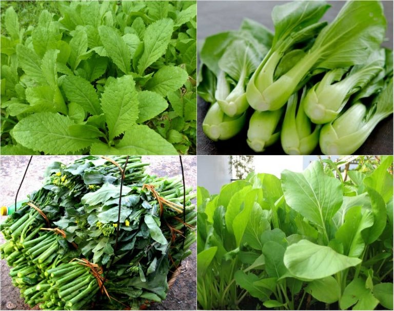 Tháng 5 trồng rau gì? 1