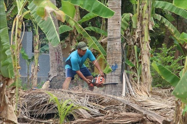 Nhà vườn xã Hữu Định (Châu Thành, Bến Tre) đốn bỏ dừa bị sâu đầu đen gây hại. Ảnh minh họa