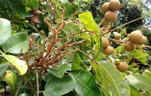Nhãn bị bệnh chổi rồng gây hại. Ảnh minh họa Nhãn bị bệnh chổi rồng gây hại. Ảnh minh họa