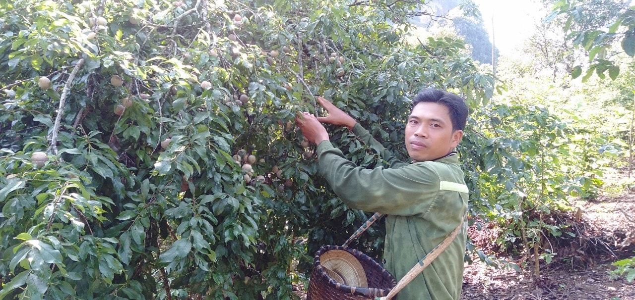 Anh Lò Văn Miên, bản Lề, xã Tông Cọ, huyện Thuận Châu (Sơn La) cho biết năm nay mận được mùa nhưng mất giá.