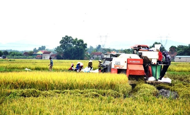 Thu hoạch lúa ở huyện Triệu Phong tỉnh Quảng Trị