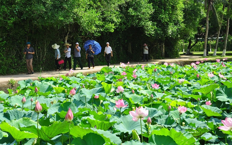 Ao sen bên lối vào quê nội Bác