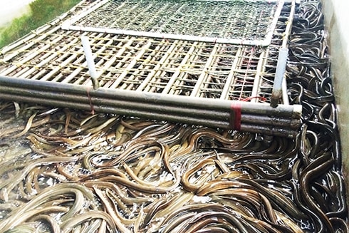 Mô hình nuôi lươn không bùn trong bể xi măng mang lại hiệu quả kinh tế cao. Ảnh minh họa Mô hình nuôi lươn không bùn trong bể xi măng mang lại hiệu quả kinh tế cao. Ảnh minh họa