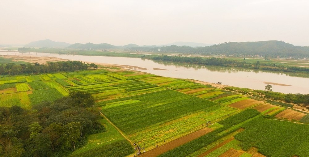Từng là bãi bồi ngập úng khi mùa lũ, nhưng nước rút, bà con vùng Bích Hào đã biến nơi đây thành bức tranh tuyệt đẹp với màu xanh của ngô, vàng của hoa cải… Từng là bãi bồi ngập úng khi mùa lũ, nhưng nước rút, bà con vùng Bích Hào đã biến nơi đây thành bức tranh tuyệt đẹp với màu xanh của ngô, vàng của hoa cải…