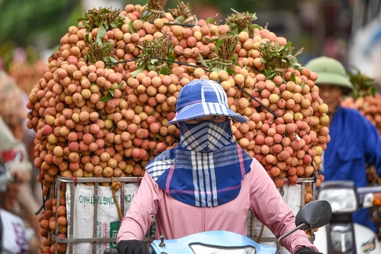 Các phương an bảo đảm an toàn ohòng dịch đã được kích hoạt để bảo đảm an toàn trong việc tiêu thụ vải thiều (Ảnh minh họa)