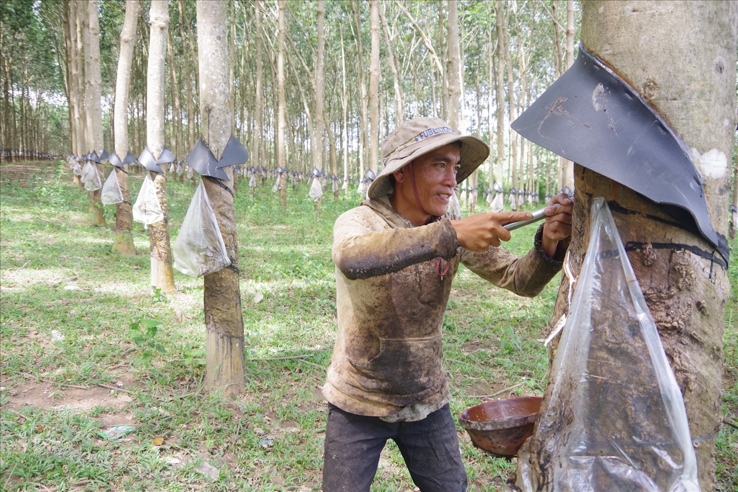 Nhờ biết cách chuyển đổi cơ cấu cây trồng, Trưởng thôn A Mão đã trở thành tấm gương làm kinh tế giỏi tại địa phương. (Trong ảnh: Anh A Mão khai thác mủ cao su tại vườn cao su của gia đình). Nhờ biết cách chuyển đổi cơ cấu cây trồng, Trưởng thôn A Mão đã trở thành tấm gương làm kinh tế giỏi tại địa phương. (Trong ảnh: Anh A Mão khai thác mủ cao su tại vườn cao su của gia đình).