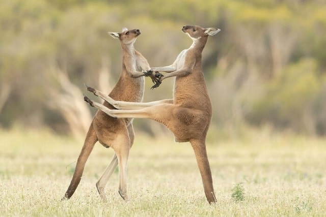 Hai chú kangaroo trông như đang trong một điệu nhảy. Tuy nhiên trên thực tế chúng đang thử tài 