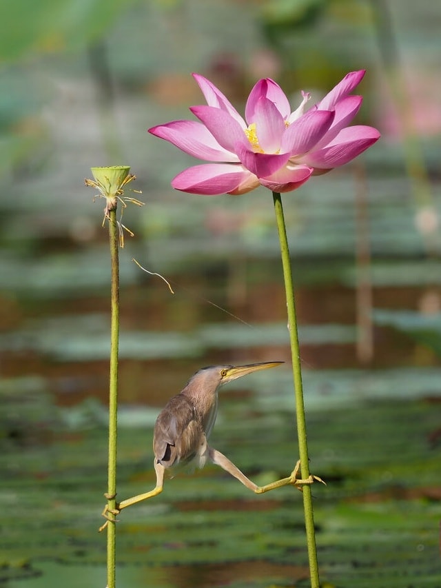 Phì cười với hình ảnh một chú cò lửa giống như đang tập Yoga thay vì mải săn mồi. Ảnh: Comedy Wildlife Photography Awards 2021