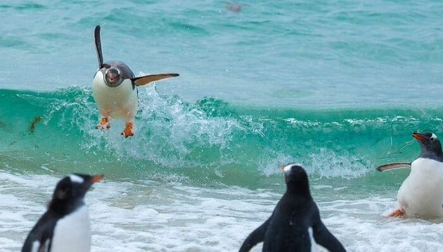 Hạnh phúc đơn thuần chỉ là được chơi đùa với đồng loại. Ảnh: Comedy Wildlife Photography Awards 2021
