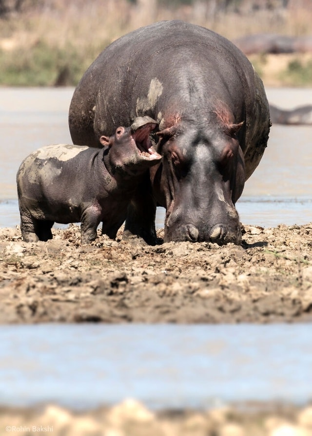 Hà mã con dường như đang thì thầm điều gì đó vào tai của mẹ mình. Ảnh: Comedy Wildlife Photography Awards 2021