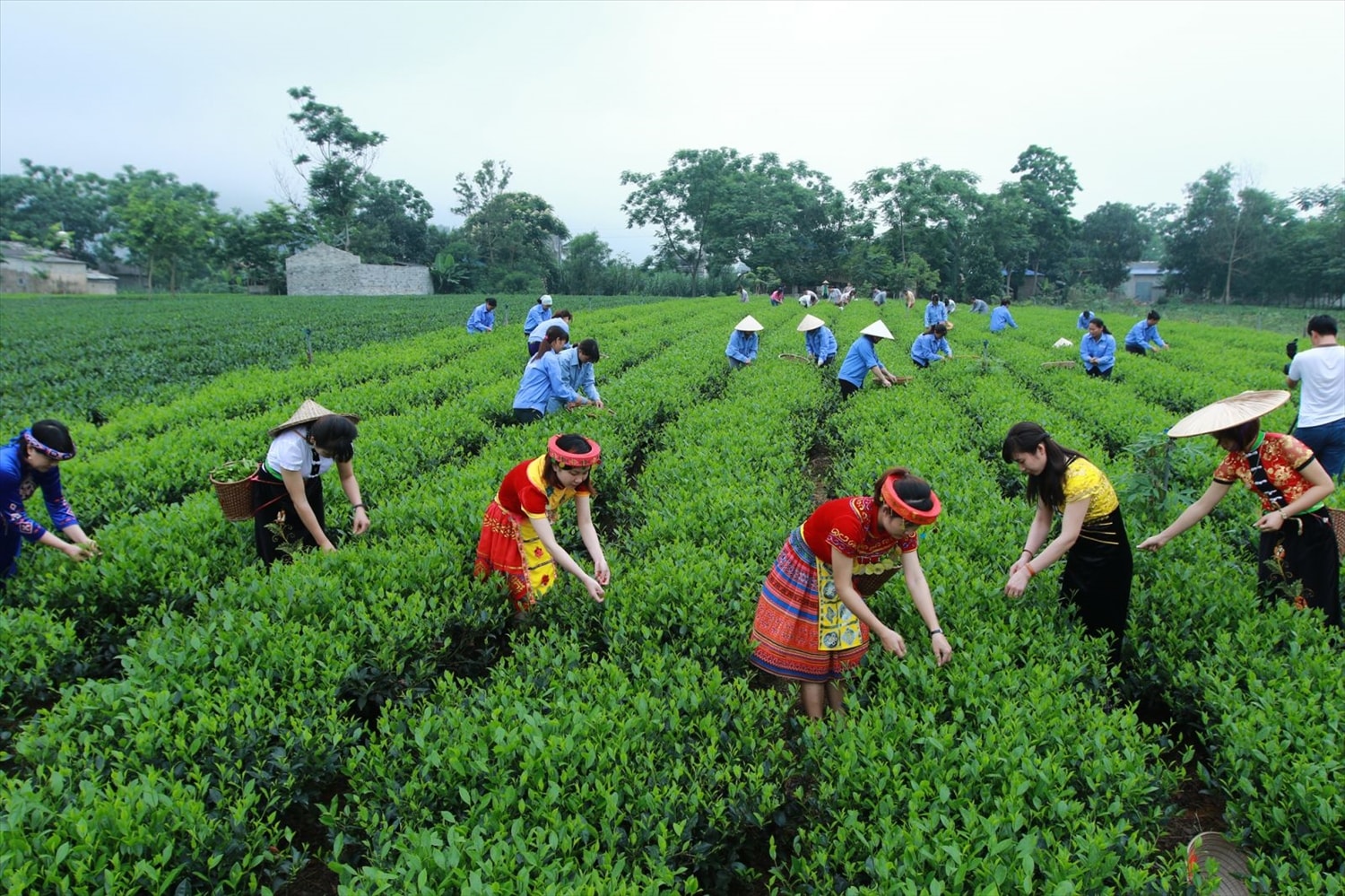 Cây chè và sản phẩm trà đặc sản ở Thái Nguyên mang lại giá trị kinh tế cao. Cây chè và sản phẩm chè đặc sản ở Thái Nguyên mang lại giá trị kinh tế cao.